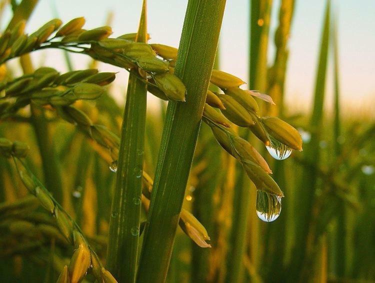 L' Espiga - Casa Rural Deltebre Kültér fotó